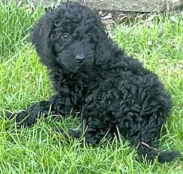 Photo of Willow