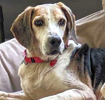 Photo of Grover
