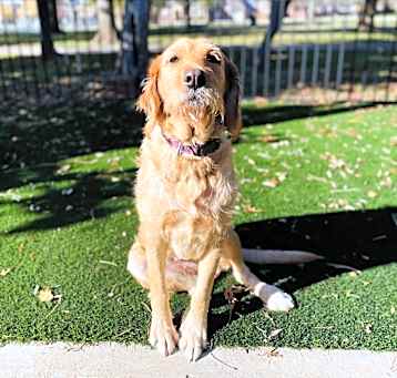 Photo of Sadie