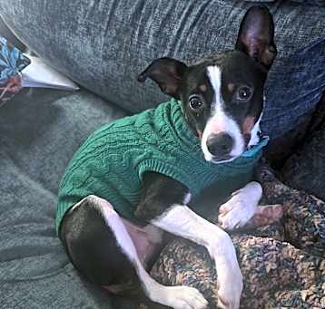 Photo of Bodhi