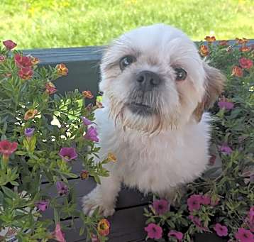 Photo of Oliver