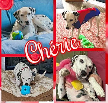 Photo of Chérie