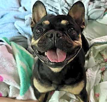 Photo of Rollie