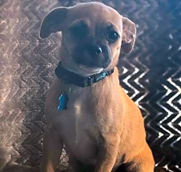 Photo of Daphne