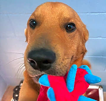 Photo of SKIPPER