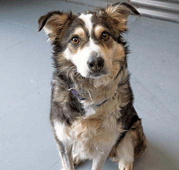 Photo of Oreo