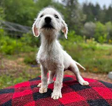 Photo of Snowflake
