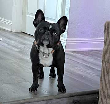Photo of Smokey