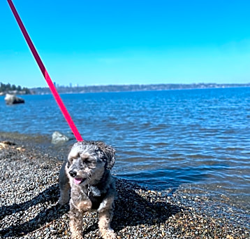 Photo of Comet