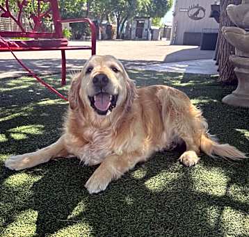 Photo of Buddy