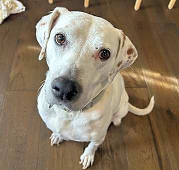 Photo of Pepper