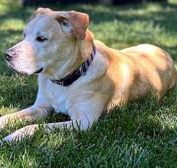 Photo of Rustle