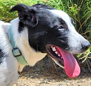 Photo of Daisy