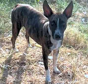 Photo of Jack Aruba Wags