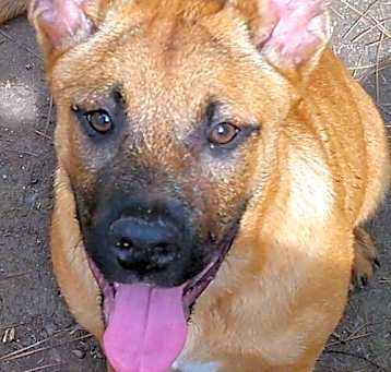 Photo of Roxy (CL)