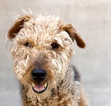 Photo of Rexx