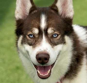 Photo of Rocket