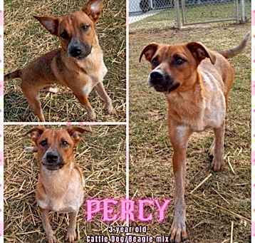 Photo of Percy