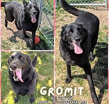 Photo of Gromit