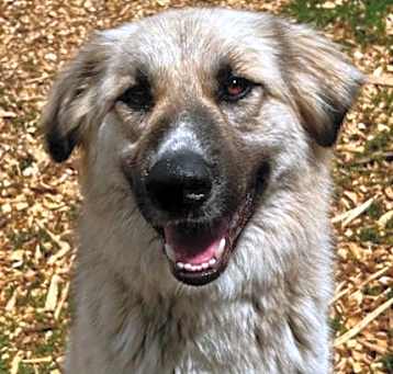 Photo of DAISY MAE