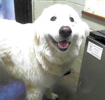 Photo of SNOWBALL
