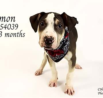 Photo of SIMON