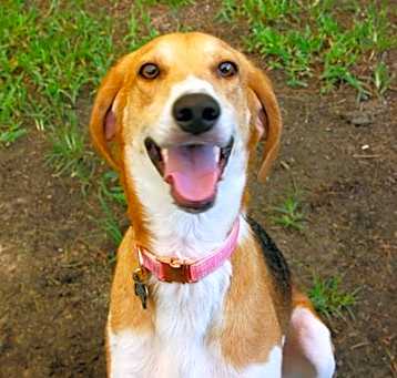 Photo of Honey/Daisy