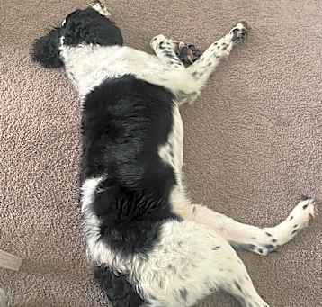 Photo of Domino