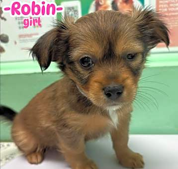 Photo of PUPPIES MALE&FEMALE