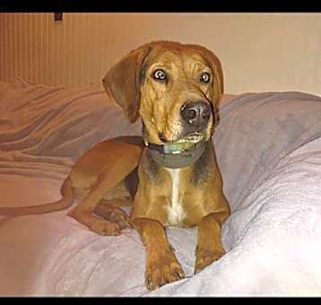 Photo of This Dog Needs A Chance!!!!!