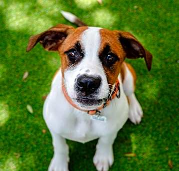 Photo of Rusty