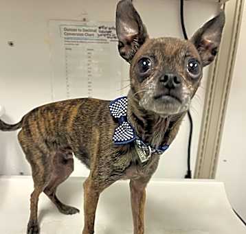 Photo of Chewy