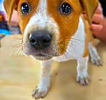 Photo of Cornbread