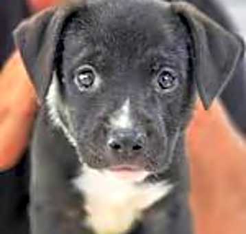 Photo of Cupcake