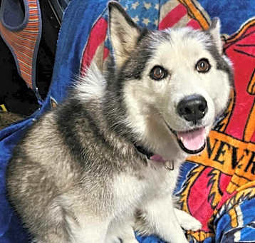 Photo of Juno