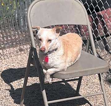 Photo of Hal Skippy