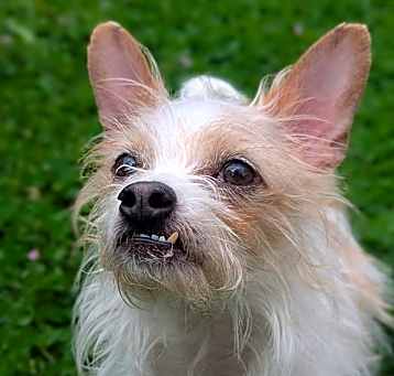 Photo of Biscuit (mcas)