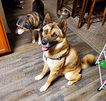 Photo of Ranger