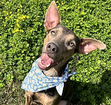 Photo of Marina Sophia Goodgirl Ladybee