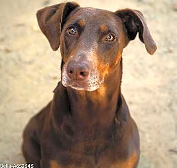 Photo of BELLA