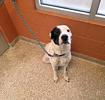 Photo of PONGO