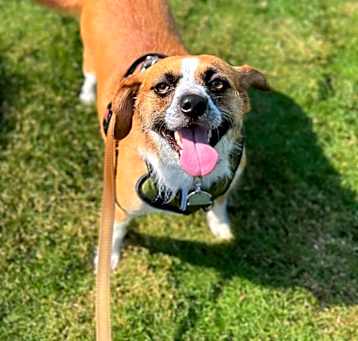 Photo of Buster