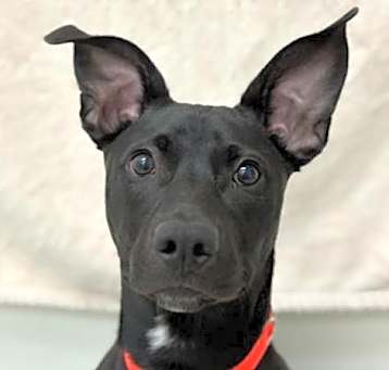 Photo of Scooter