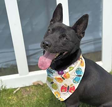 Photo of Koda
