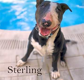 Photo of Sterling