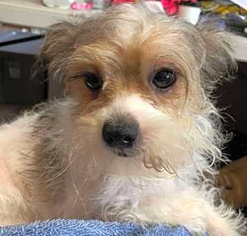 Photo of Tink