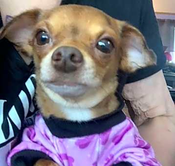 Photo of Poppy
