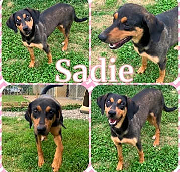 Photo of Sadie
