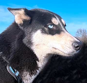 Photo of Floki