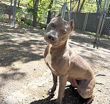 Photo of Henny (Courtesy Listing)